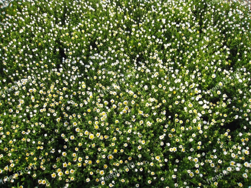 Daisy Margaret Early Morning Flowers White