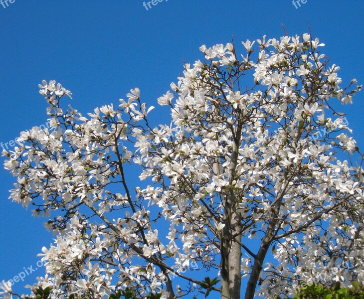 Fist Flowers Arboretum White Flowers Blue Sky