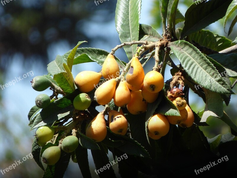 Medlar Tree Fruit Leaves Plant