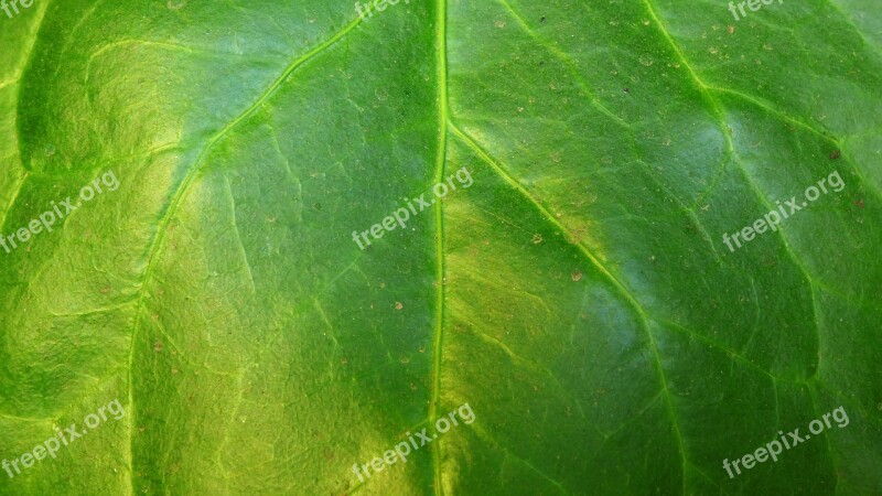 Leaf Green Leaf Veins Green Nature