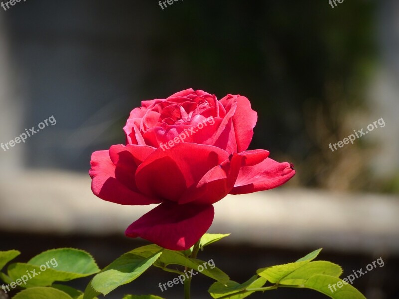 Rosa Red Rose Flower Red Nature