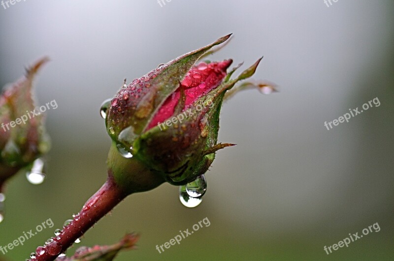 Rosenknopse Rain Raindrop Free Photos