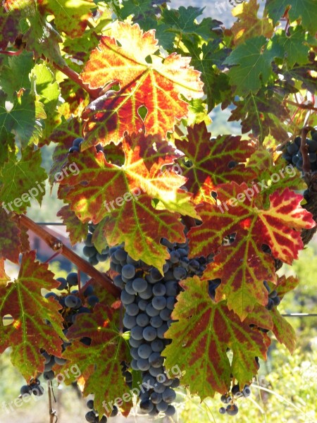 Strain Vine Autumn Red Leaves Vine Leaf