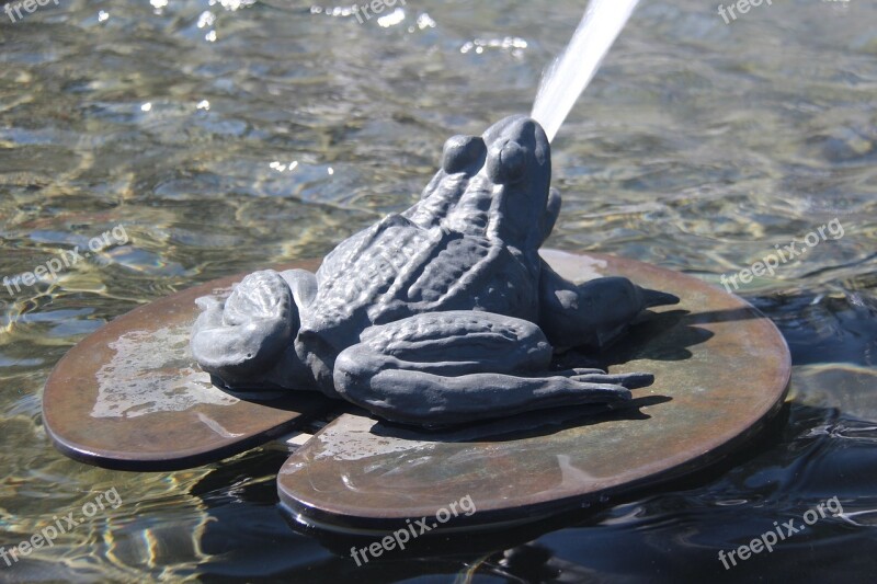 Frog Water Fountain Animal Free Photos