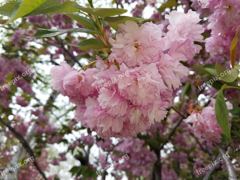 Flower Pink Pink Flowers Petal Macro