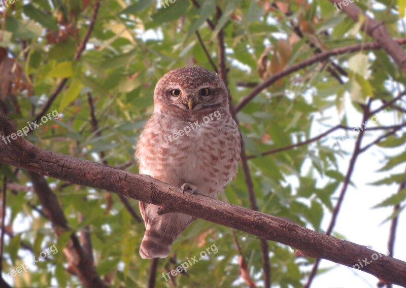 Owl Spotted Bird Wildlife Nature