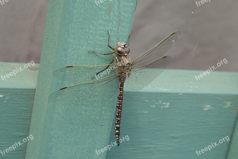 Dragonfly Resting Insect Wildlife Free Photos