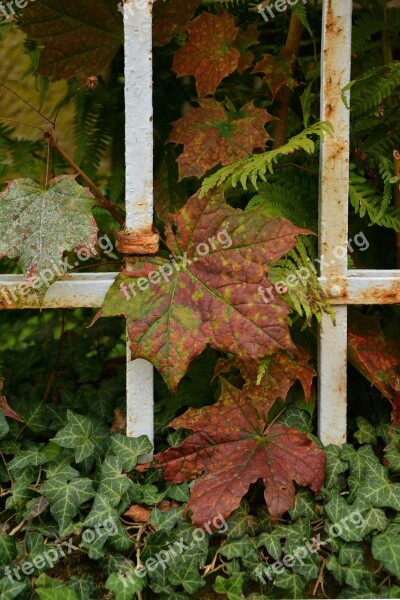 Fall Leaves Fall Foliage Fall Color Autumn Leaves