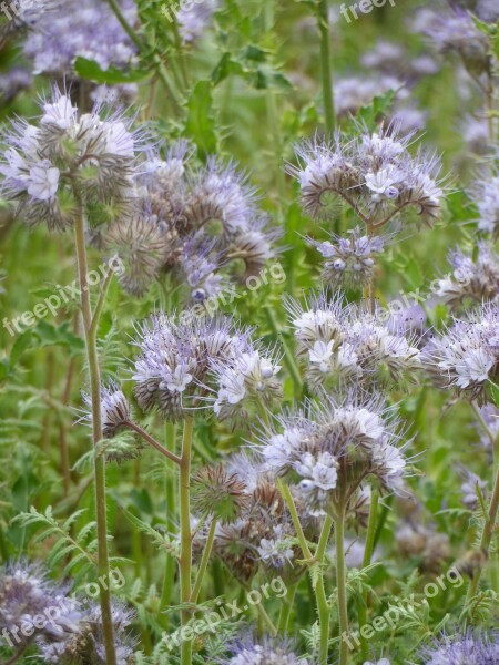 Bees Bee Friend Bueschelschoen Tufted Flower Phacelia