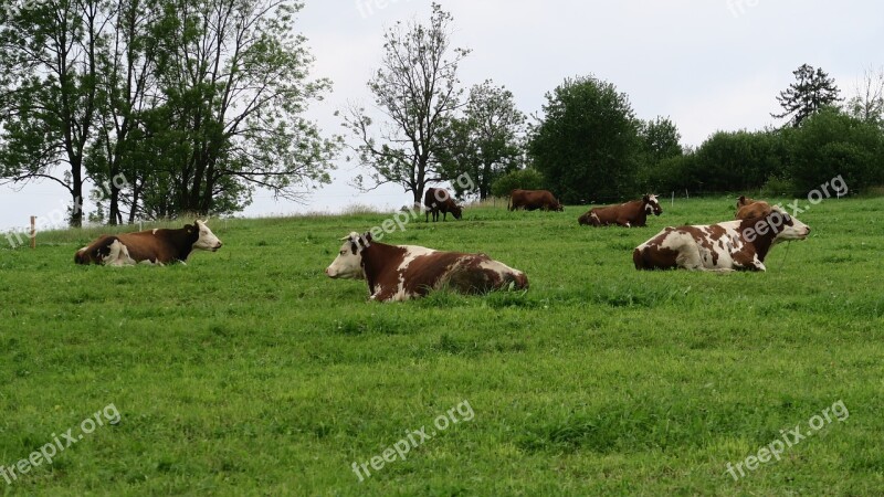 Cows Nature Village Podhale Free Photos