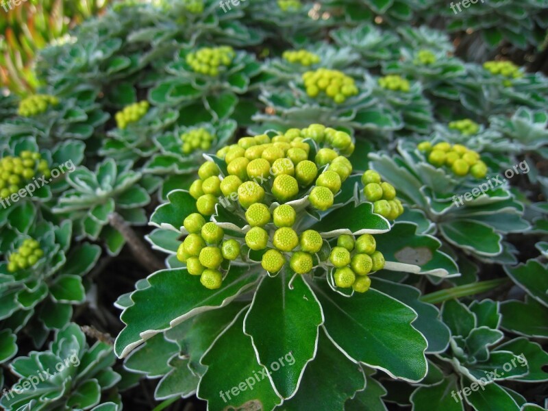 Beach Mum Bud Yellow Green Leaf