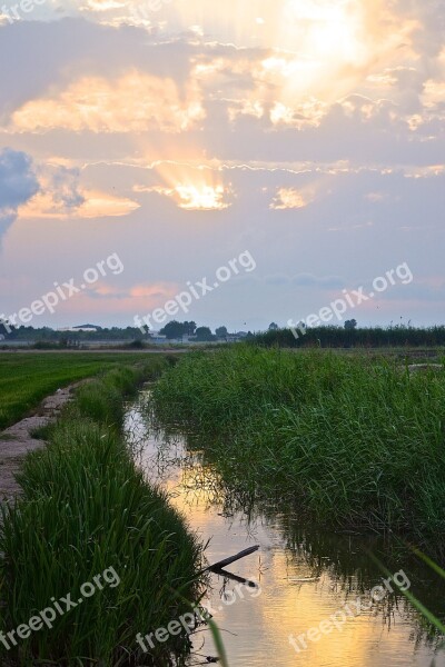 Fern Sky Rays The Light Of The Sun Sunset