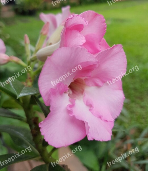 Pink Flower Nature Petal Blossom