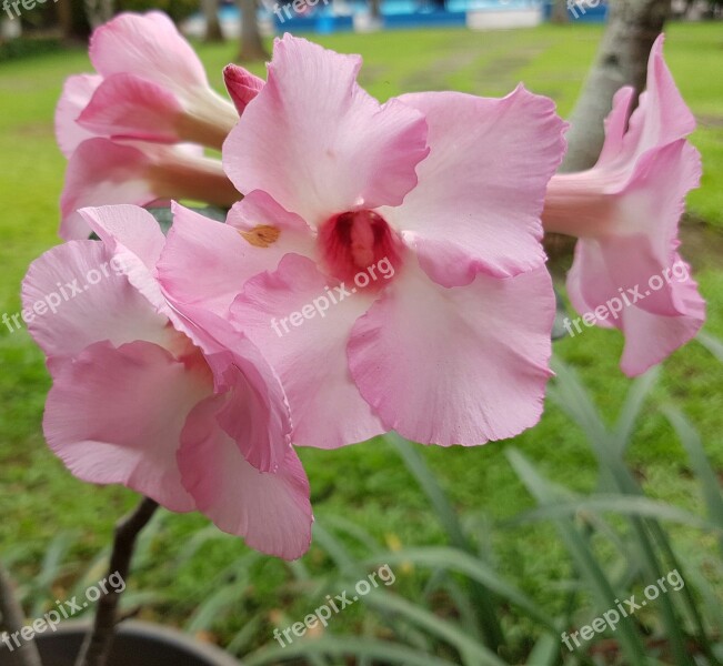 Pink Flower Nature Petal Blossom