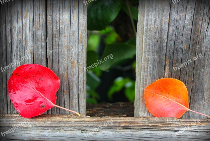 Autumn Red Leaves Autumn Leaves Orange Free Photos