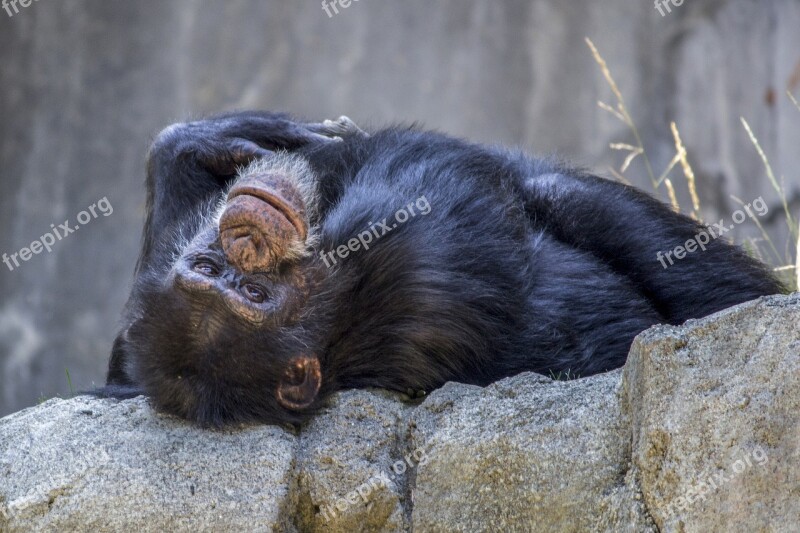 Chimpanzee Monkey Ape Animal Wildlife