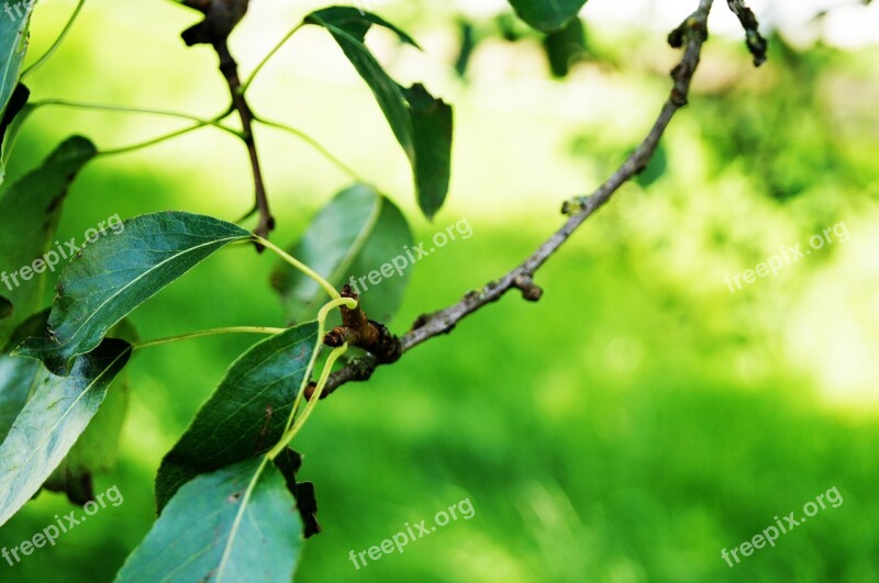 Green Green Tree Leaves Macro Trees