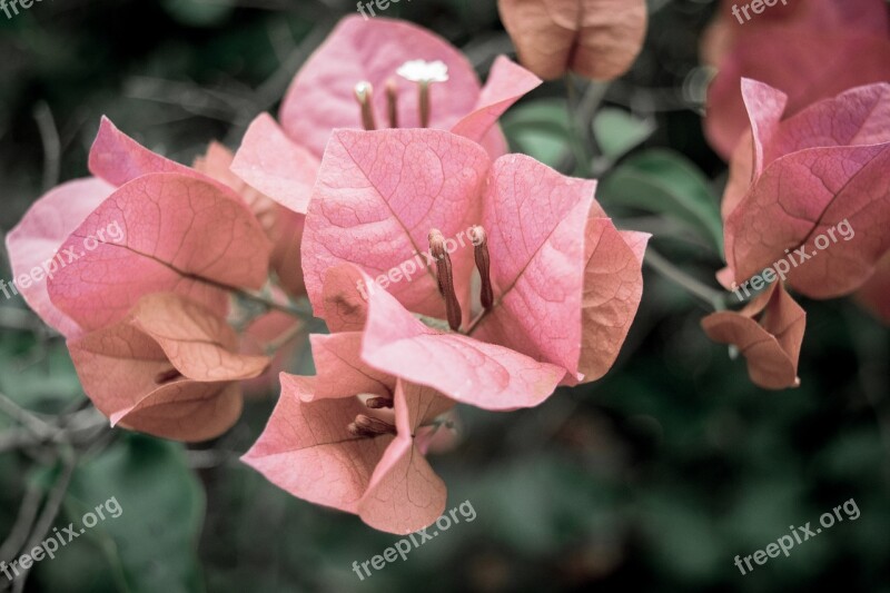 Bougainvillea Flower Pink Leaves Bush