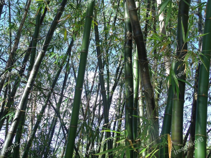 Bamboo Plants Japanese Garden Japan