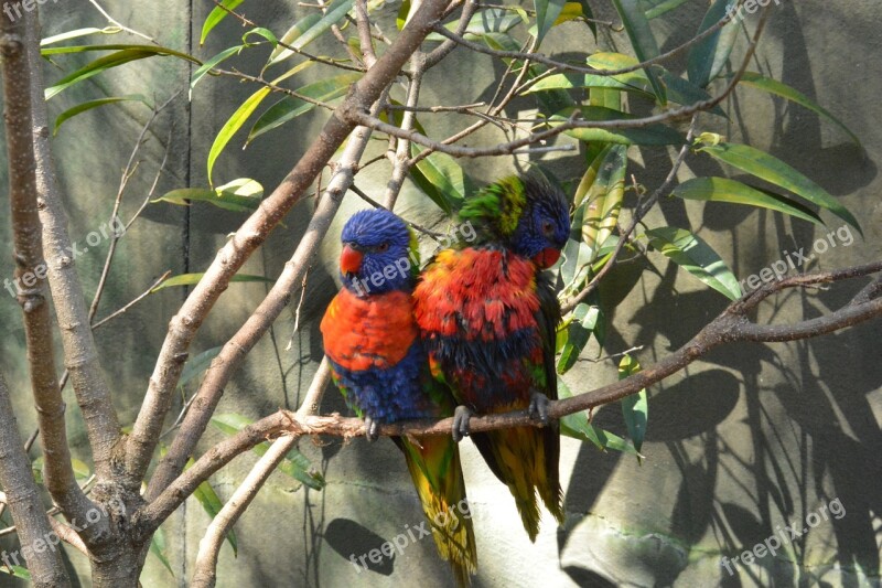 Love Birds Birds Colorful Nature Beak