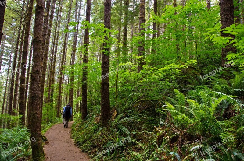 Hiking Forest Lifestyle Exercise Active