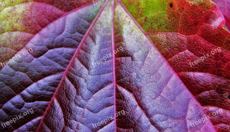 Autumn Leaf Partial View Autumn Colours Colors Of Autumn Colorful Leaf