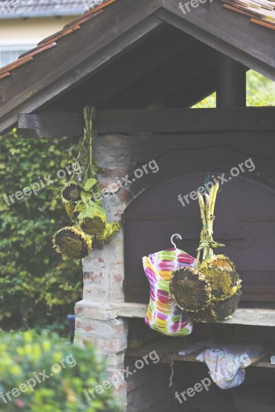 Sunflower Garden Dry Yellow Plant