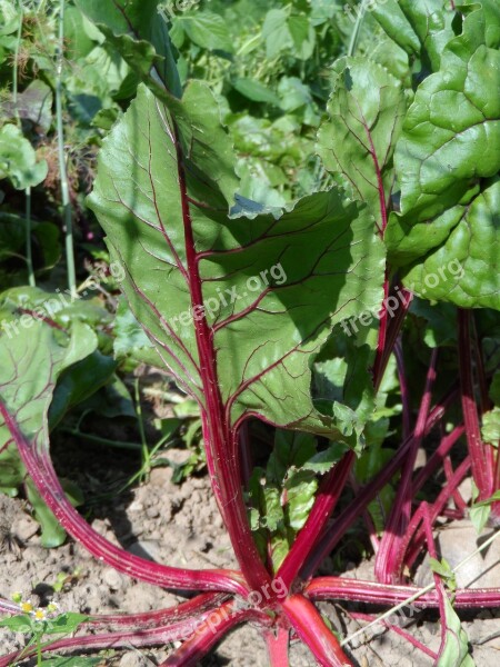 Chard Vegetables Edible Turnip Herb Stalk