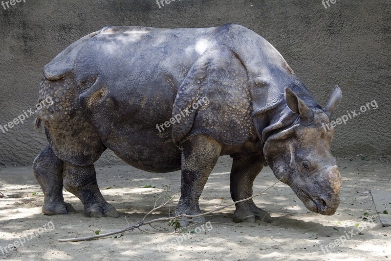 Rhino Animal Rhinoceros Africa Mammal