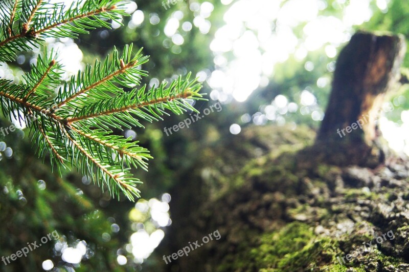 Macro Fir Tree Bark Tree Wood