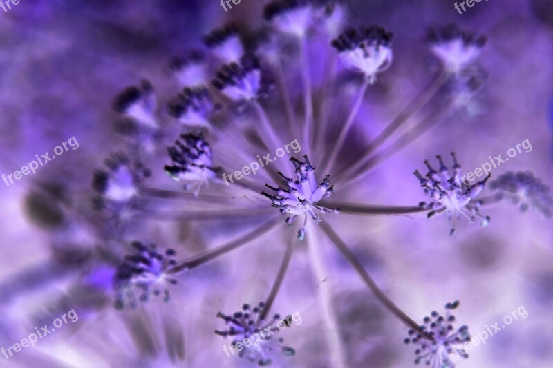 Flower Art Purple Macro Allium