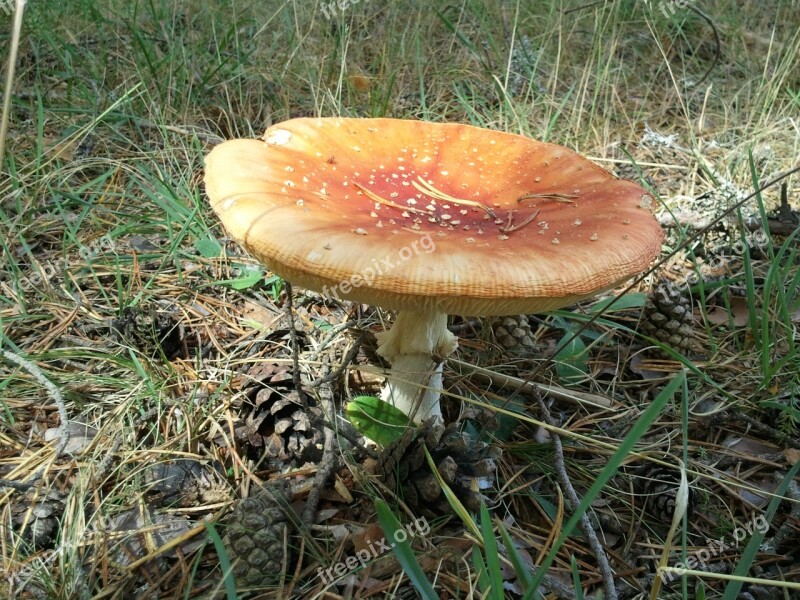 Amanita Muscaria Adult Mushroom Smurfs Sierra De Albarracín Autumn