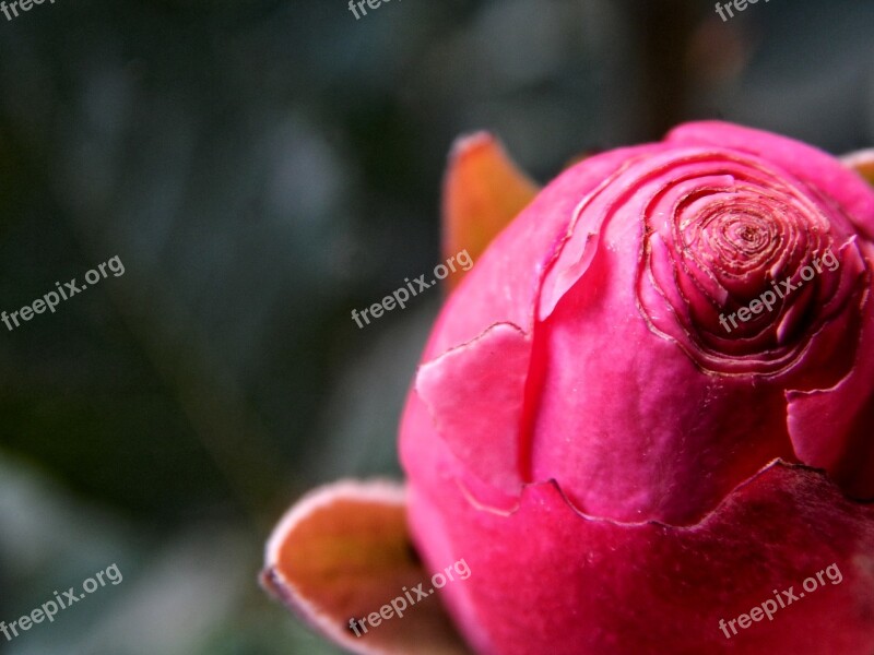 Rose Flower Nature Rose Flower Pink