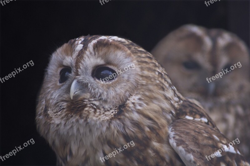 Nature Owl állatportré Winged Is Watching