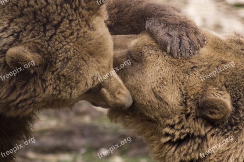 Kisses Friendship Bear Nature Free Photos