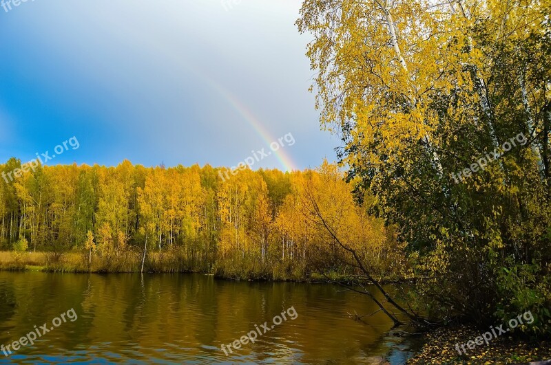 Autumn Forest Yellow Forest Blue Sky Nature