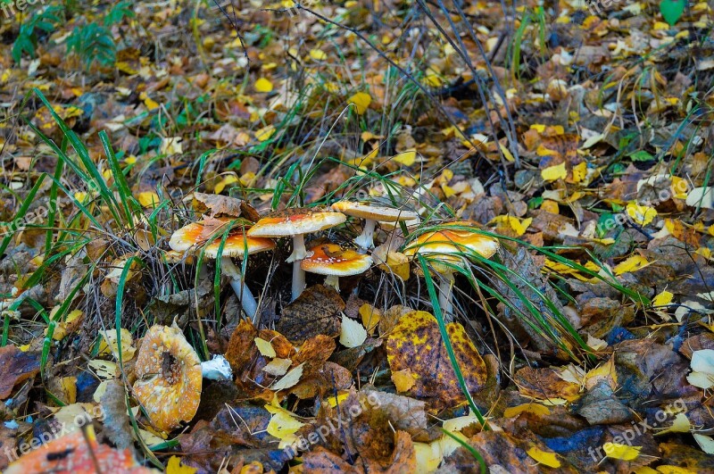 Autumn Forest Yellow Forest Nature Landscape