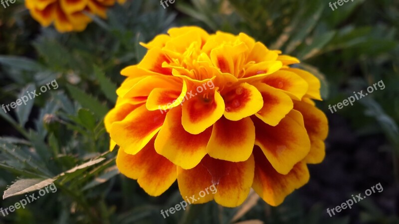 Flower Marigold Yellow Gradient Bird's Flowers