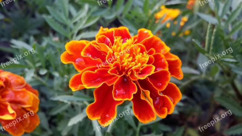 Flower Marigold Orange Bird's Flowers Xie