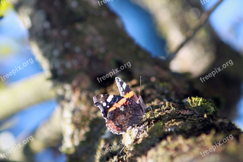 Butterfly Insect Colorful Brown Nature