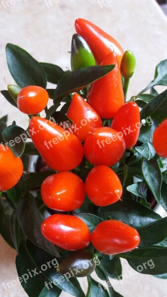 Ornamental Peppers Plant Spice Orange Red