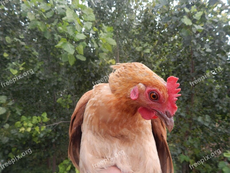 Chicken In Rural Areas Natural Free Photos