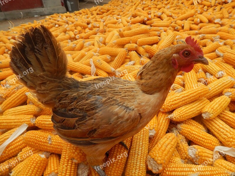 Chicken In Rural Areas Corn Free Photos