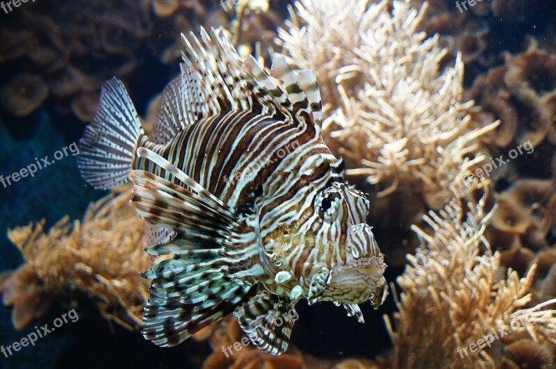 Fish Sea ​​fish Lion Fish Free Photos