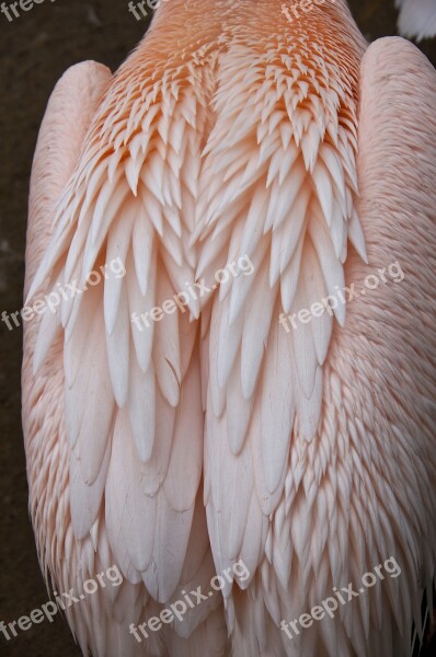 Feather Pink Pelican Plumage Wing Water Bird