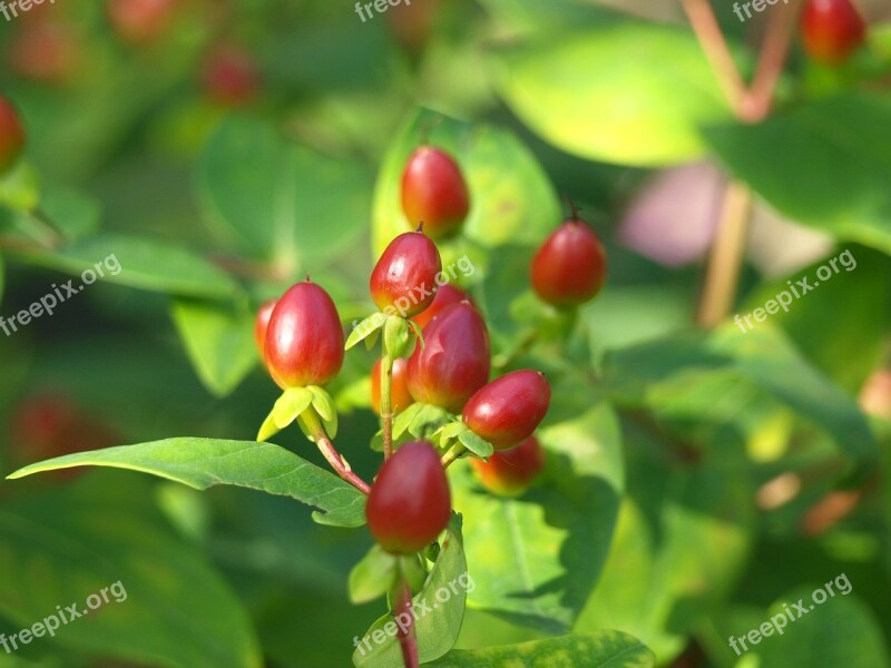 St John's Wort Garden Hypericum Calycinum Large Cup-st John's Wort St John's Wort Plant