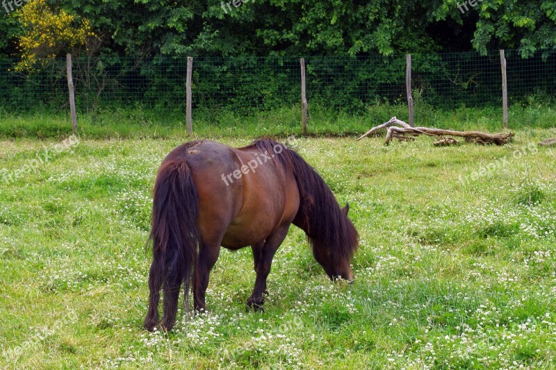 Horse Baio Pasture Prato Animal