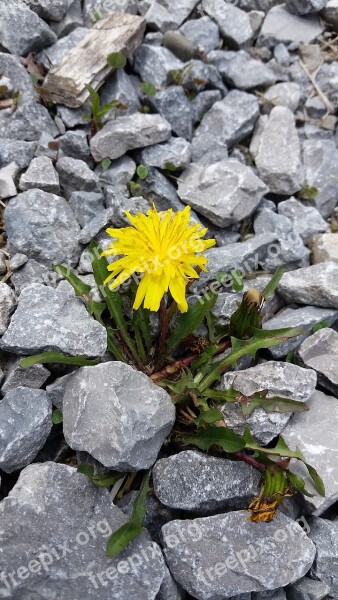 Flower Dandelion Herb Wild Nature