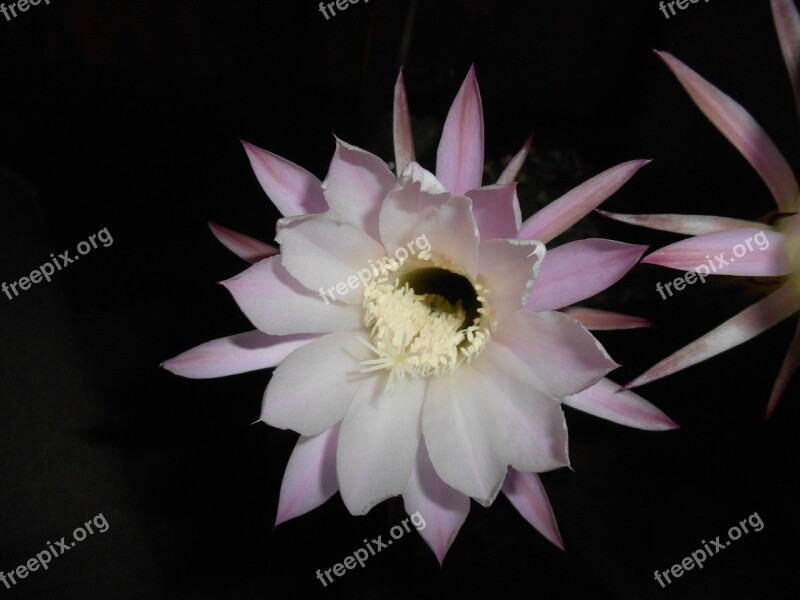 Flower Cactus At Night Beautiful Flower Blooming Cactus