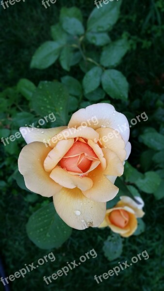 Rose Flower Waterdrops Blossom Floral